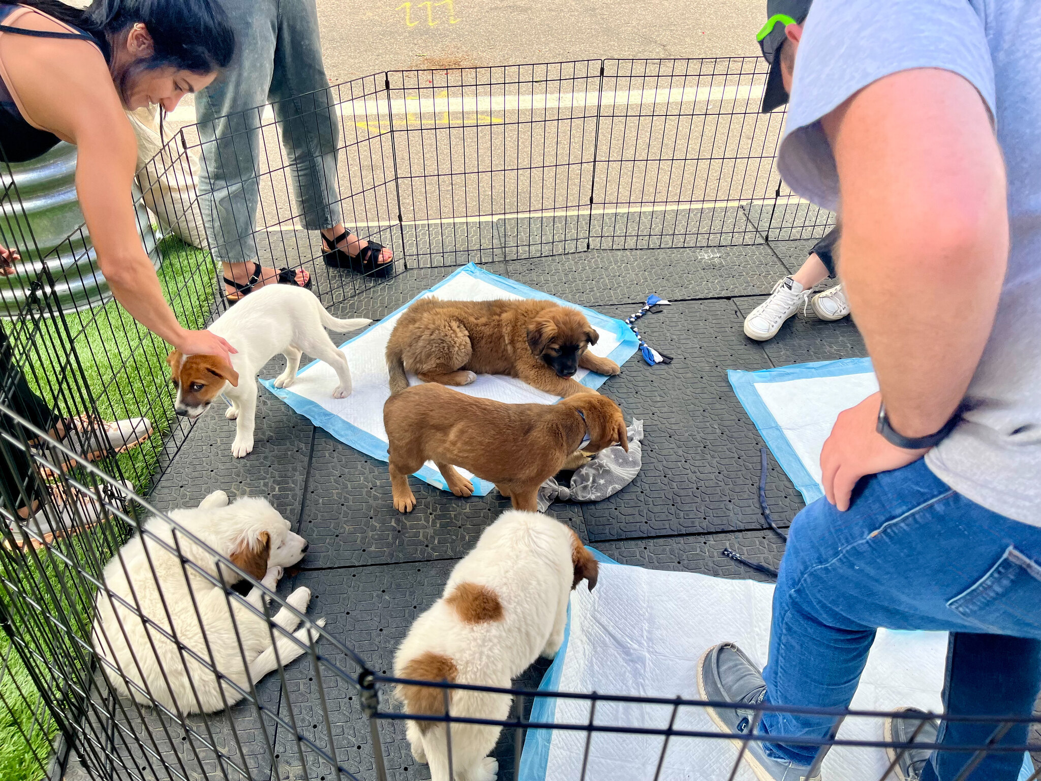 Several puppies standing in a small enclosure while people bend in to pet them.