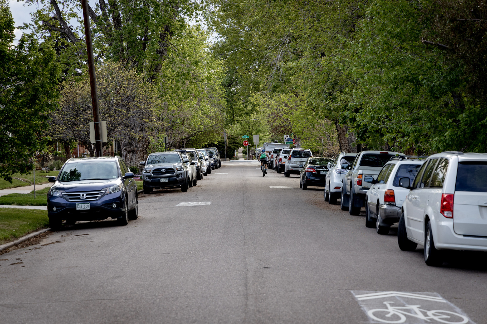 A neighborhood street with sharrows and one person biking away in the distance.